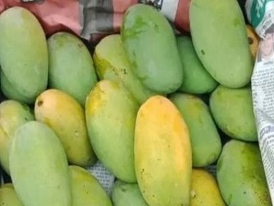 AB on X: @bigbasket_com supplied rotten mango with insects - send #daseri  instead of #kesar as billed  / X