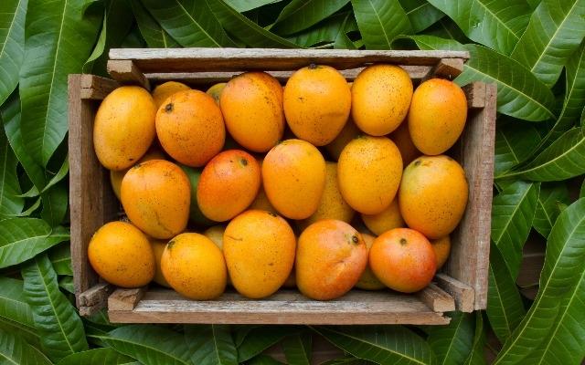 Alphonso mangoes in goa